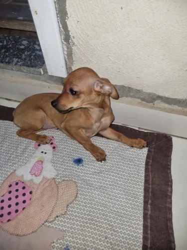 Filhotes pinscher macho 4 meses