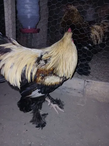 Galinhas Brahma