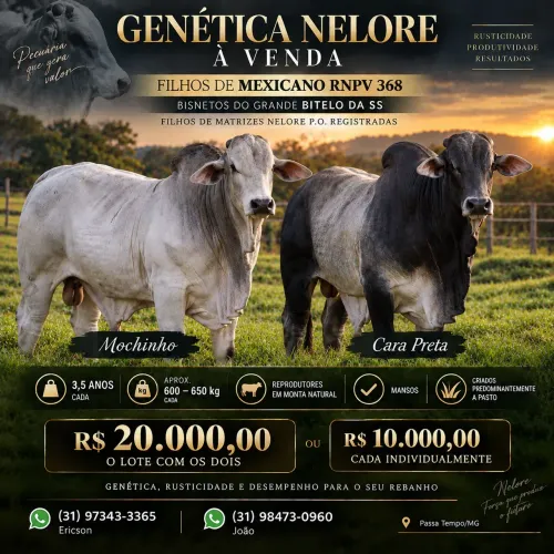Touros Nelore à Venda - Cara Preta e Mochinho | Venda Individual ou Lote
