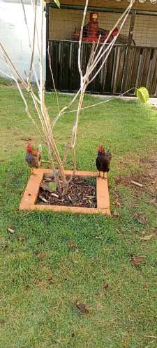 Jardinagem 
