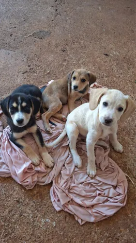 Cachorros pra doação