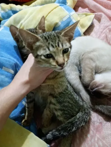Doação de gato
