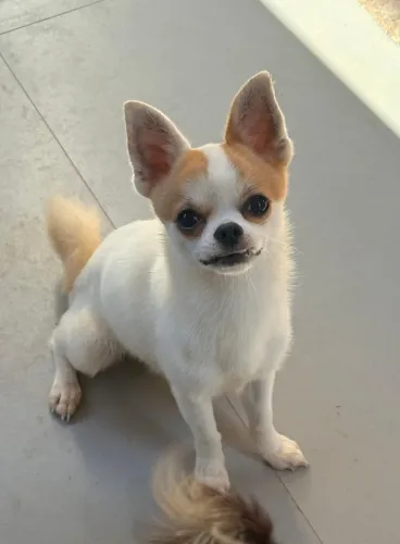 Chihuahua padrão da raça