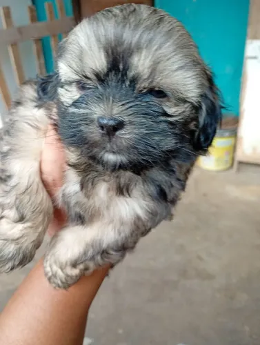 Vende esse cachorrinho raça shih Tzu são 2 fêmea valor 650 2 macho valor 450 