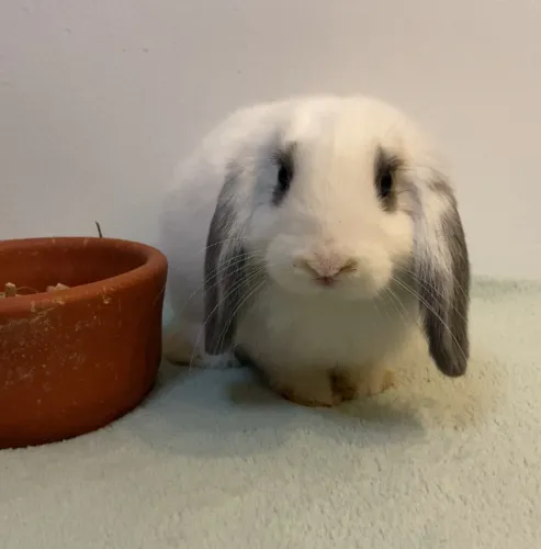 Coelho filhote - Mini Lop