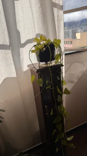 Planta Jibóia 1 metro - vaso autoirrigavel