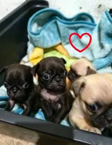 Pug com pincher fêmeas caminha de brinde 45 dias ponto de criar