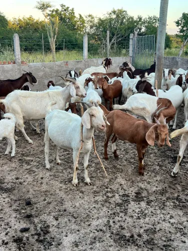 Vendo lote de cabras Boer 