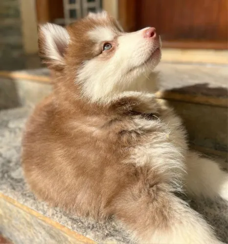 Husky siberiano top