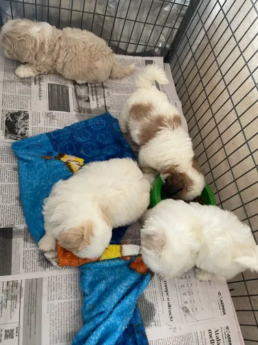 Shihtzu de alto padrão (machos)