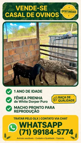 Oportunidade: Casal de ovinos para recria
