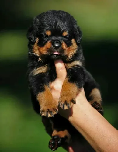 Filhotes De Rottweiler - Afeto Que Transborda