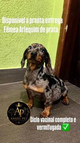 Dachshund fêmea Arlequim 