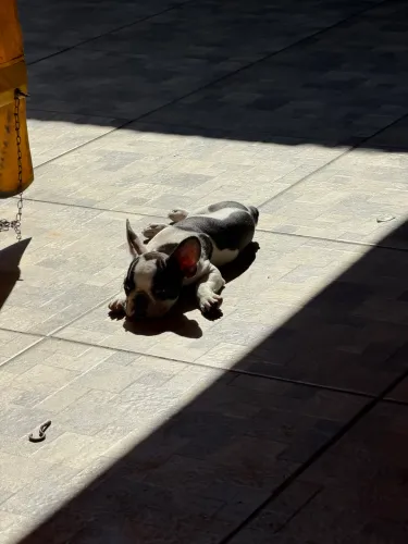 Buldog francês lindo macho filhote 
