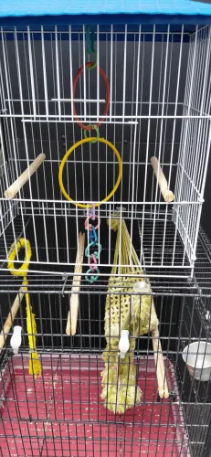 Vendo 2 gaiolas para calopsitas!