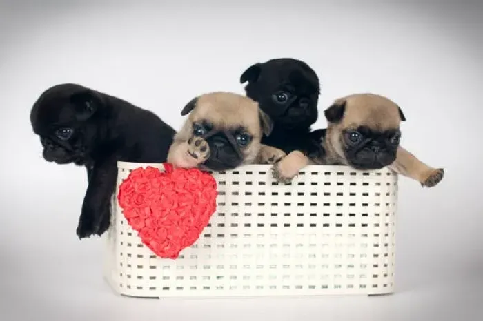 Lindos Filhotes de Pug ?