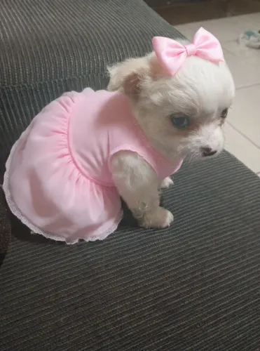 Chihuahua mini pelo longo
