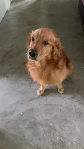 GOLDEN MACHO