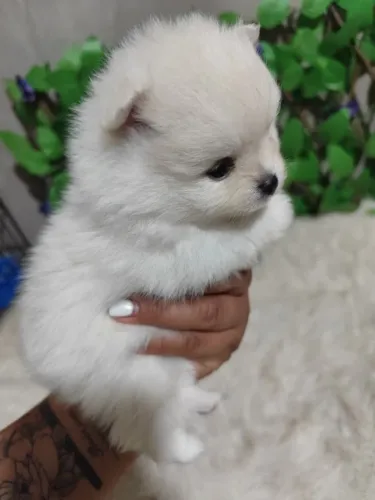 Spitz alemão Um pet especial para um lar especial