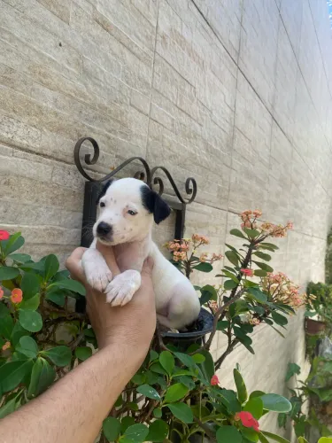 Cachorro oferta da independência pincher com chiuaua fêmea caminha brinde