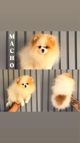 Lulu macho anão