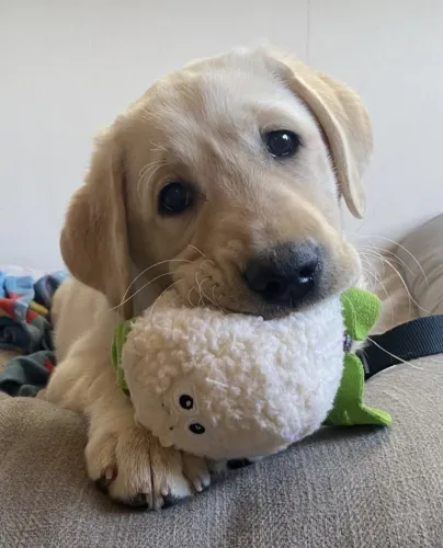 Lindos Labrador Fêmea Disponíveis 