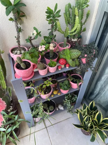 Plantas lindas