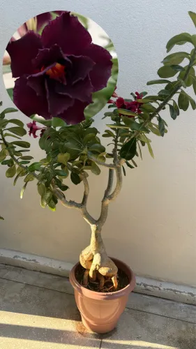 Rosa do Deserto Preta