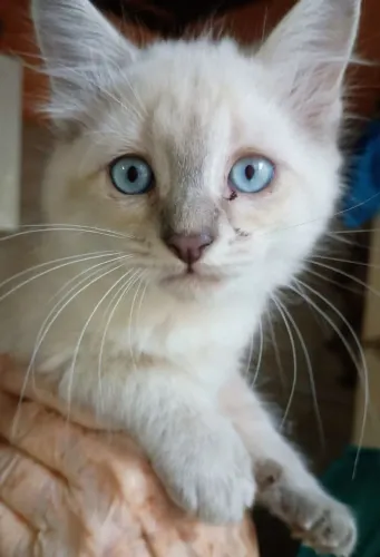 Doação de 3 meninos 2 meses campo grande
