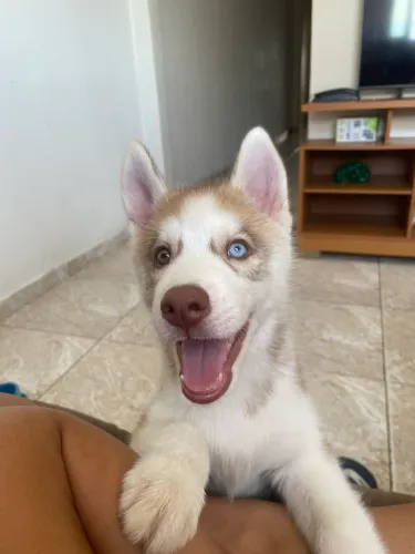 Filhote de husky