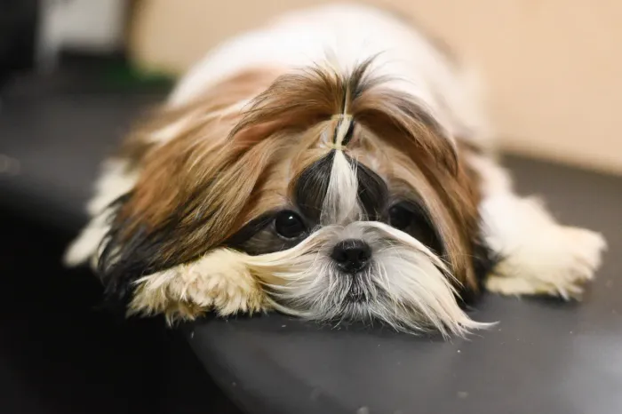 Filhotinho de shihtzu