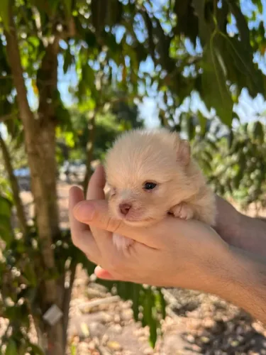 Filhote de Lulu da Pomerânia com Pedigree CBKC - Machos e Fêmeas