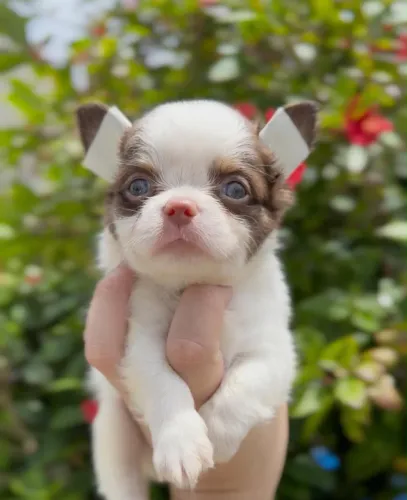 Chihuahua pronto pra fazer parte da sua família
