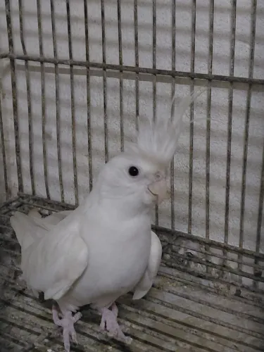 Bebedouro