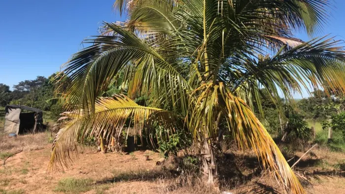 SITIO NA REGIÃO DE PRATA MINAS GERAIS