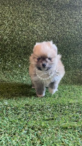 Lulu da Pomerânia
