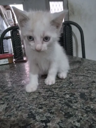 Gatos pra adoção responsável 