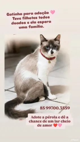 Gatinha Adoção responsável