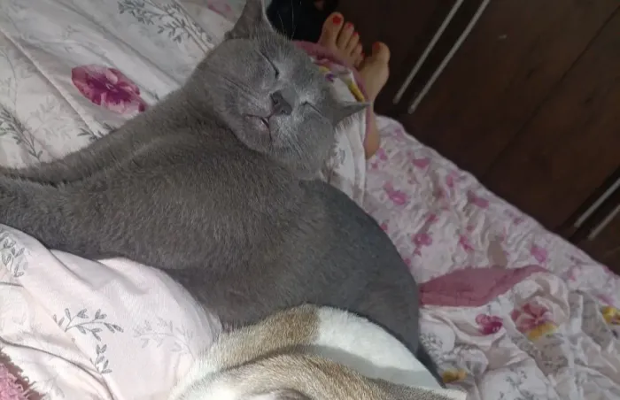 Gato
