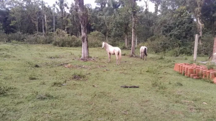 Cavalo  - 2