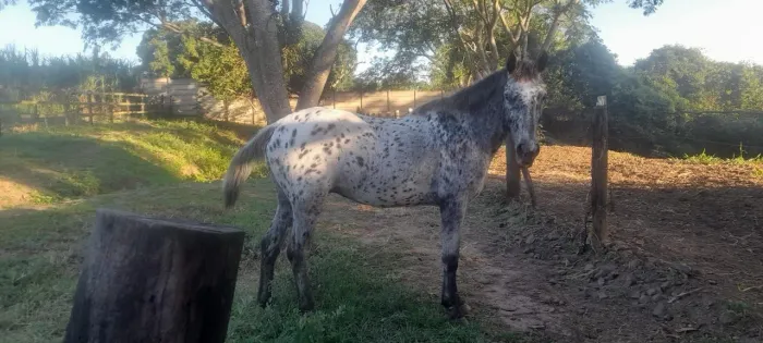 Cavalo Persa