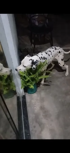 Dálmata puro sangue 