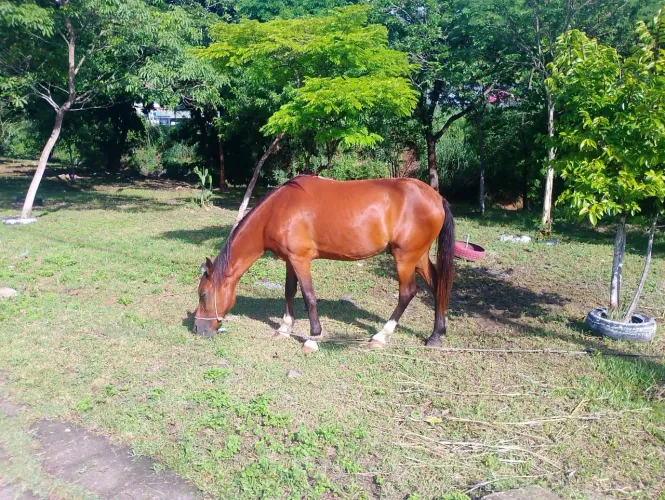 Cavalo manga larga 