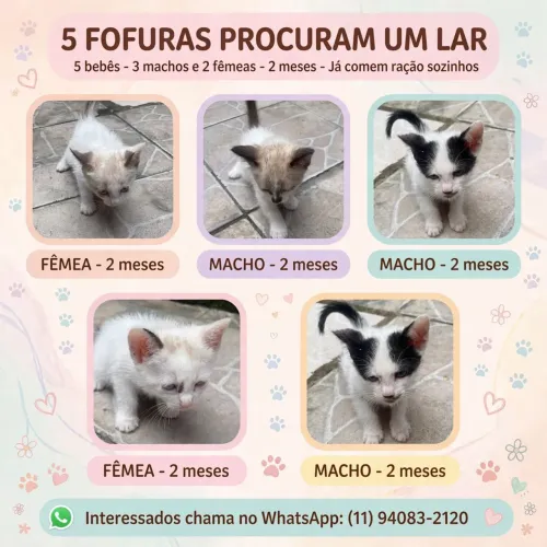 Adoção com amor