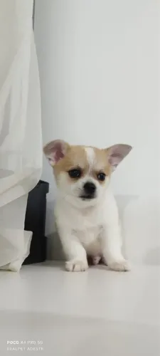 Chihuahua 