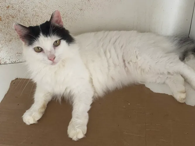 Adote um gato