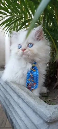 Filhote gato persa branco olhos azuis