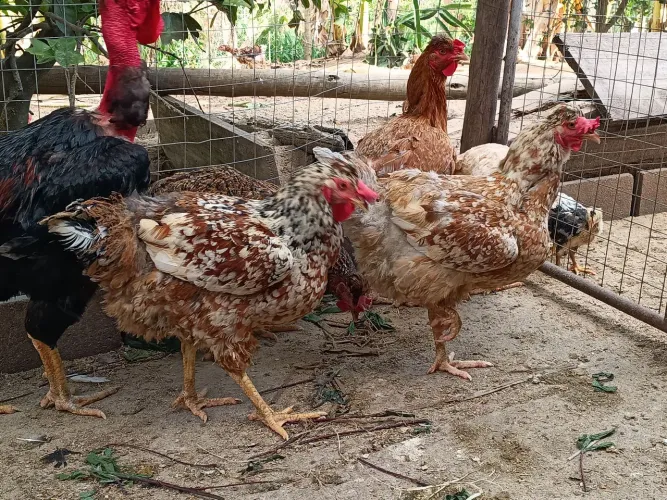 Frangas gsb