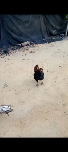 Galinha arrupiada 