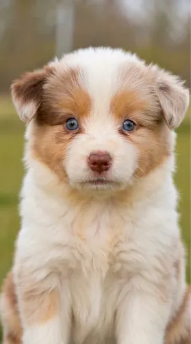 Border Collie Fêmea | Pedigree CBKC | Linhagem Internacional